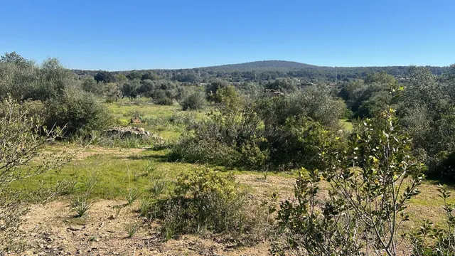 Se vende finca rústica con caseta en Marratxí - foto 5