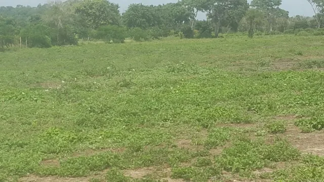 Venta de terreno con playas en sector de Punta Canoa — 7