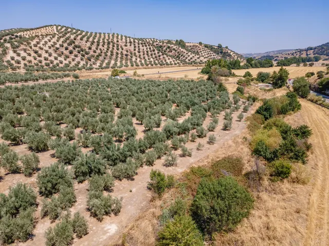 GRAN OPORTUNIDAD !!!! OLIVAR EN VENTA..... - foto 5