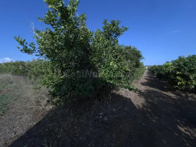 Finca rústica de naranjos en Alcanar — 5