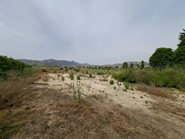 ¡¡ VENTA PARCELA EDIFICABLE 11371 m2 EN LA ROMANA !! - foto 5
