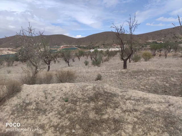TERRENO AGRICOLA DE REGADÍO EN AGUADERAS, LORCA - foto 5