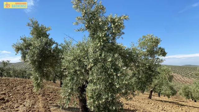 Olivar intensivo en plena producción — 4