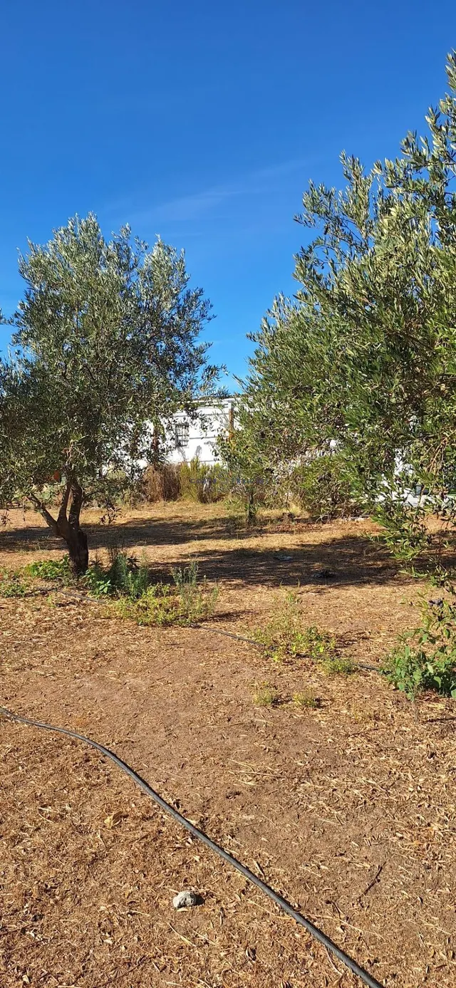 Finca Rustica En Gibraleon — 28