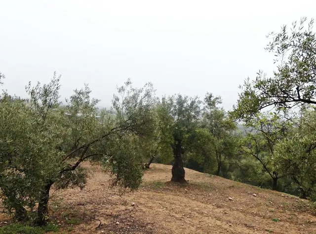 Finca rústica en Peligros – Excelente ubicación y acceso — 8