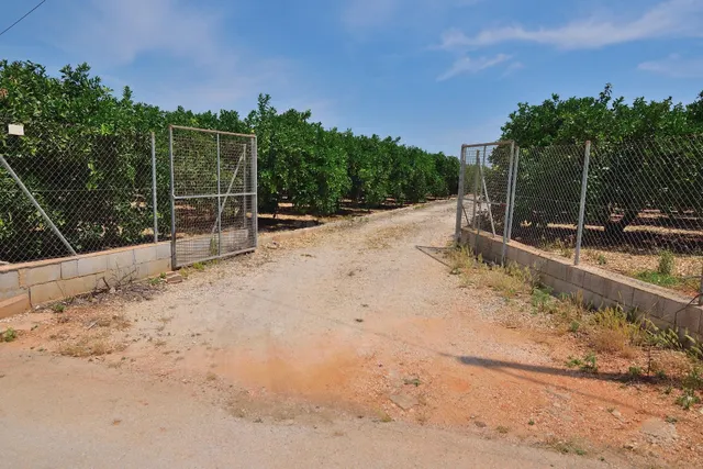 Terreno Rustico con Naranjas en Pedreguer - foto 5