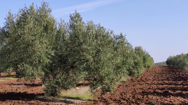 Olivar a pie de carretera — 2