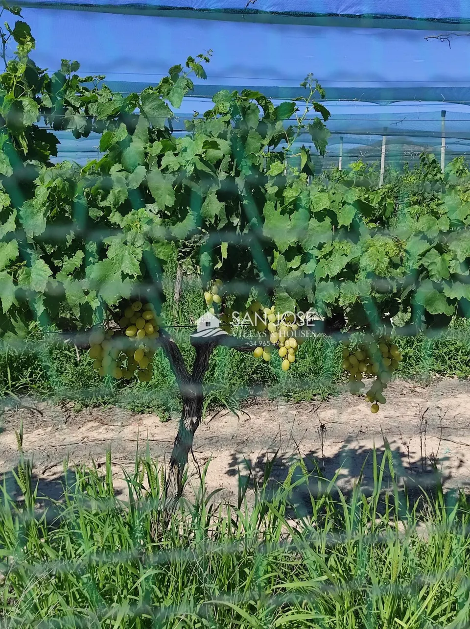 SE VENDE FINCA RÚSTICA EN PRODUCCIÓN UVA ECOLÓGICA CON CASA DE APEROS EN MONFORTE DEL CID.