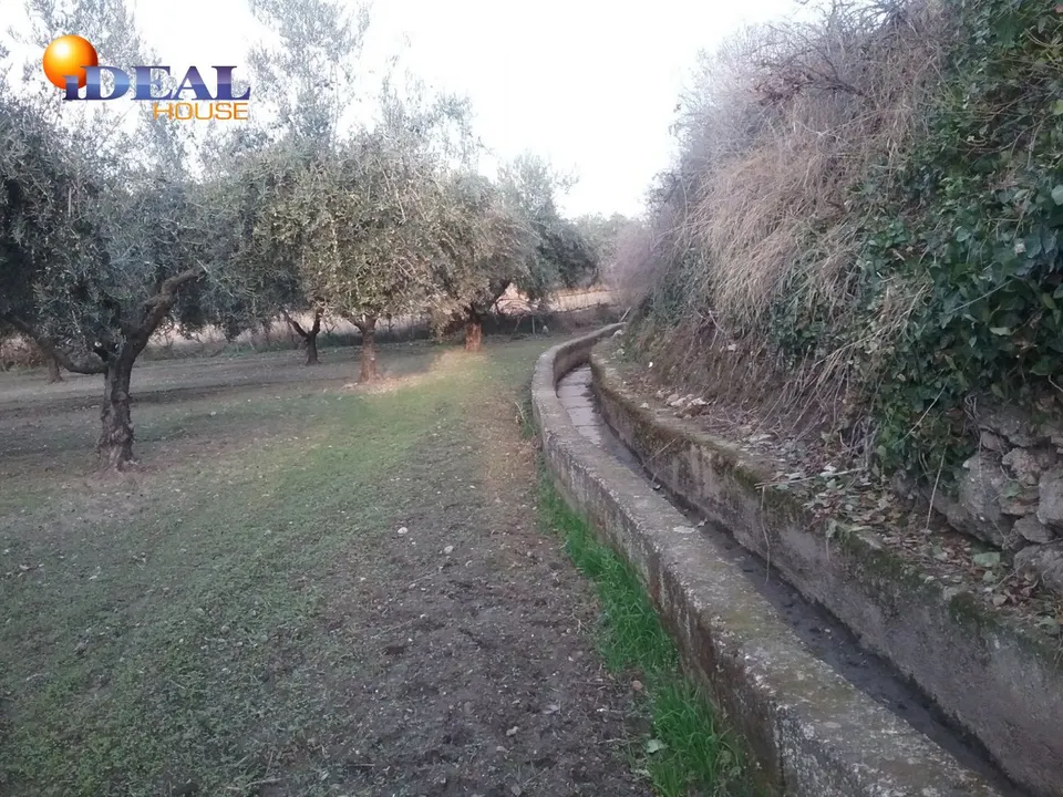 OLIVAR EN LA ZUBIA DE 3.597 M2