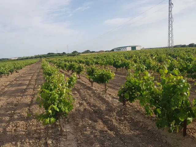 Precioso viñedo de 35.000m — 6