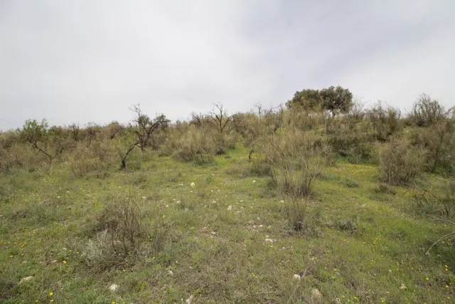 FINCA EN CORTIJO SAN JERÓNIMO (BARTODANO) — 23