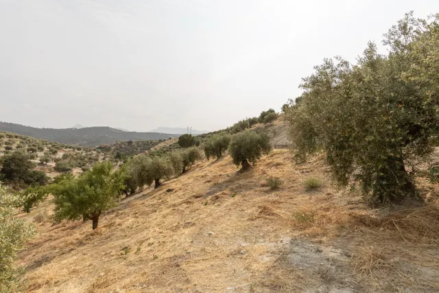 Olivar en venta - JAYENA — 29