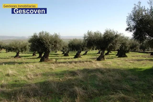 VENTA FINCA OLIVAR — 5