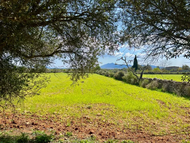 Finca rústica de 14.884 m2 entre Porreres y Felanitx con esp