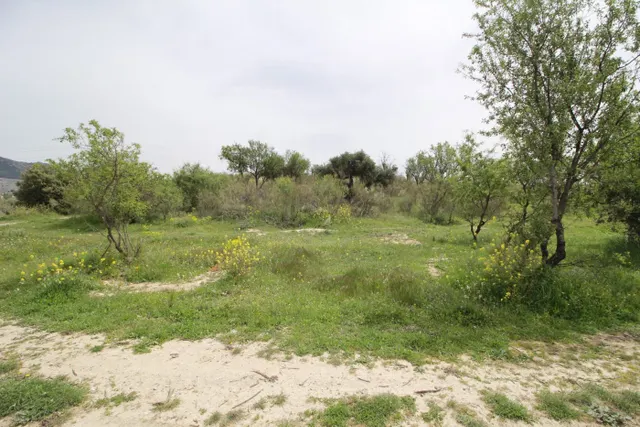 FINCA EN CORTIJO SAN JERÓNIMO (BARTODANO) — 44