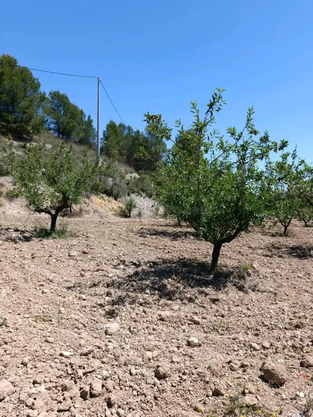 “Terreno rústico de 6.681 m2 en Cehegín – Paraje El Chaparral” — 4
