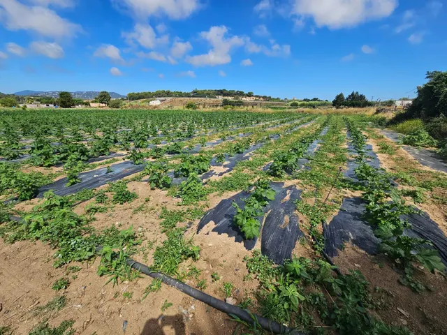 Terreno agricola en venta en Malgrat de Mar — 21