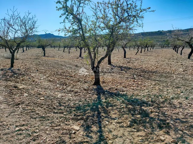 SE VENDE PARCELA CON PRODUCCION DE ALMENDROS AL LADO DEL PUEBLO DE BARBARROJA — 6