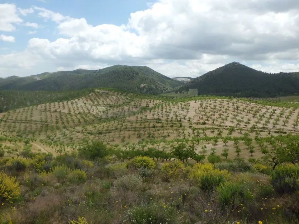 Finca Rústica, LOS GOMEZ, JARALES