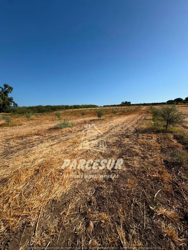 Terreno Rural de 12000 m2 en El Higuerón con Olivos y Riego  - foto 4