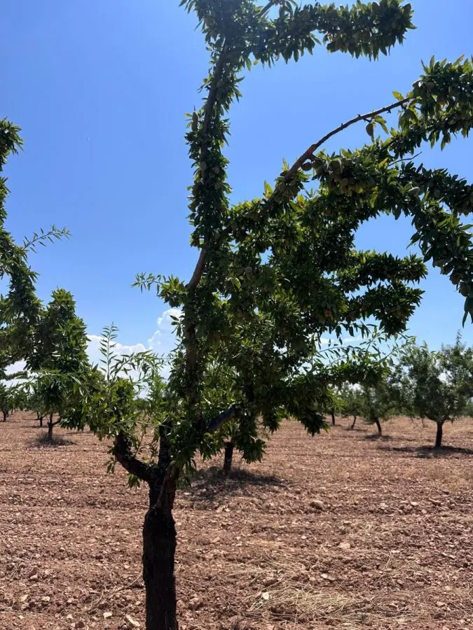 Parcela en venta - Andalucia