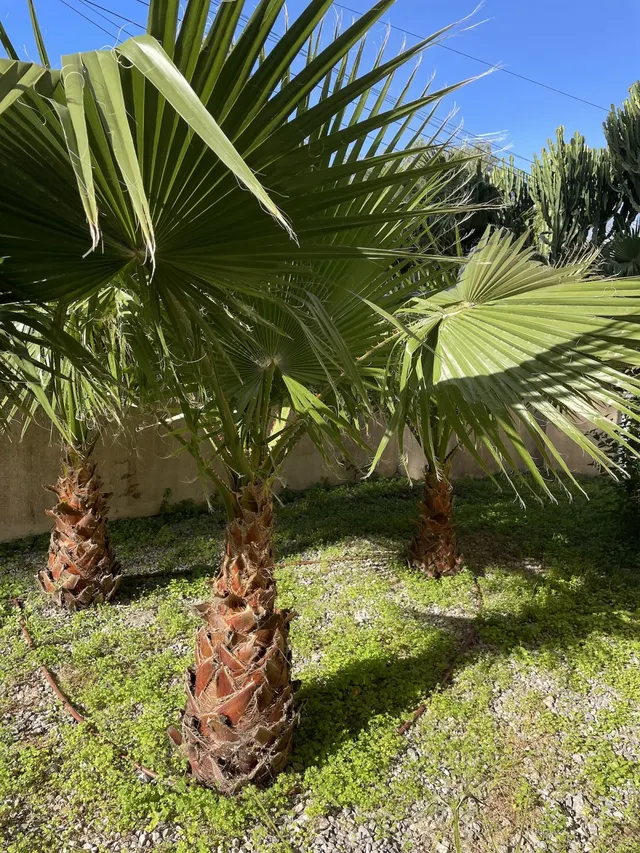 Casa 3 habitaciones 108m² en venta - Cala Murada — 32