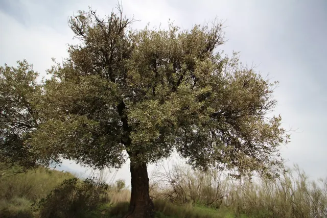 FINCA EN CORTIJO SAN JERÓNIMO (BARTODANO) — 42