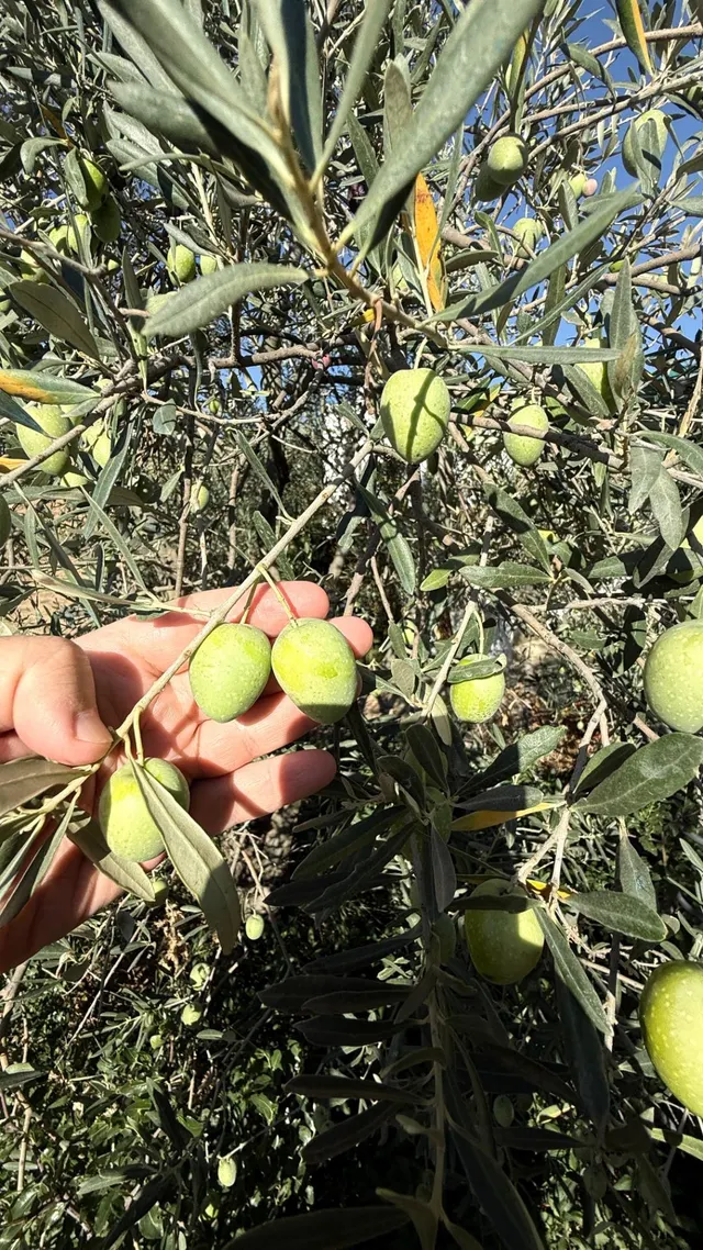 FINCA DE VIÑEDOS Y ÁRBOLES FRUTALES EN LA PALMA DEL CONDADO HUELVA — 12