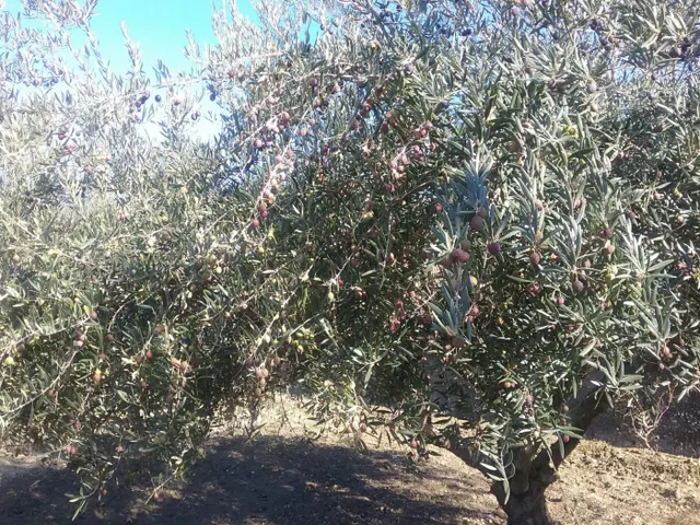 OLIVAR EN LA ZUBIA DE 3.597 M2 — 2