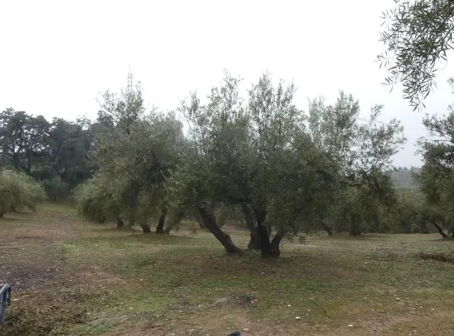 Finca rústica en Peligros – Ideal inversión o explotación agrícola — 20