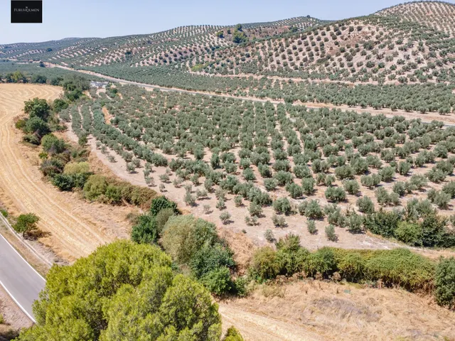 GRAN OPORTUNIDAD !!!! OLIVAR EN VENTA..... — 13