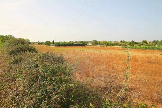 TERRENO EN MANACOR - foto 4