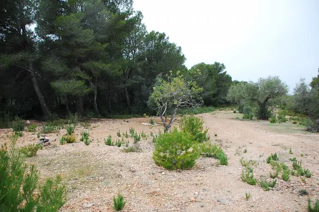 Finca rústica en venta - Afueras del pueblo — 7