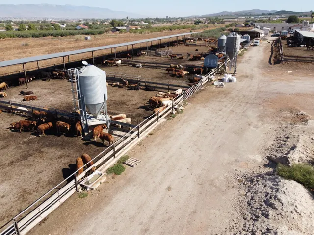 Gran explotación ganadera en lorca: capacidad para 760 cabezas y finca agrícola en producción — 13