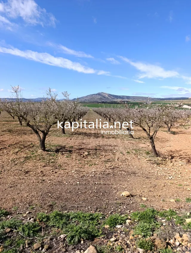 FINCA RUSTICA A LA VENTA — 5