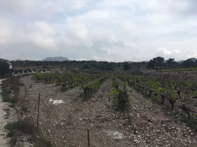 27.500 metros de terreno con plantacion de Uvas o para construir un Chalet — 10