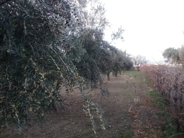 OLIVAR EN LA ZUBIA DE 3.597 M2 — 8