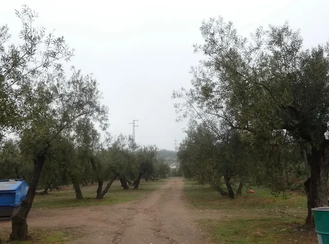 Finca rústica en Peligros – Ideal inversión o explotación agrícola — 11