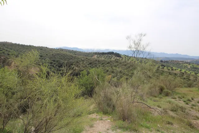 FINCA EN CORTIJO SAN JERÓNIMO (BARTODANO) — 47