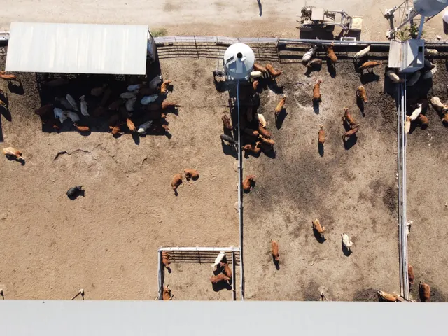 Gran explotación ganadera en lorca: capacidad para 760 cabezas y finca agrícola en producción — 19