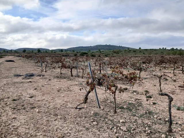 Parcela en venta - Yecla — 22