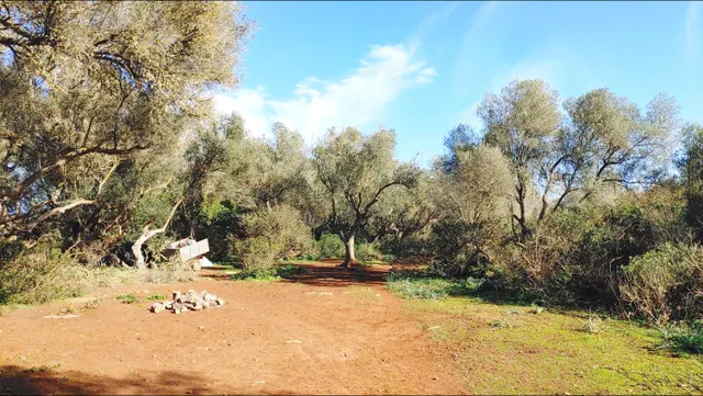 Enorme terreno boscoso con proyecto de un chalet y piscina en Felanitx, Mallorca — 17