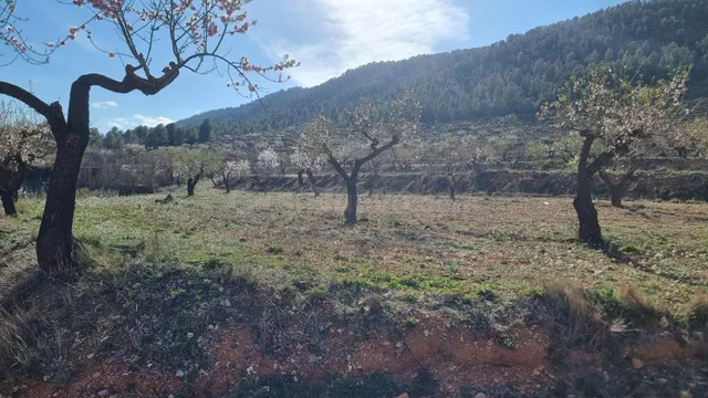 Venta de Terreno en Bullas, proximo al "Salto del Usero" - foto 3