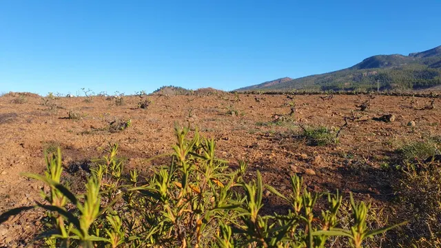 SE VENDE VIÑEDO EN VILAFLOR