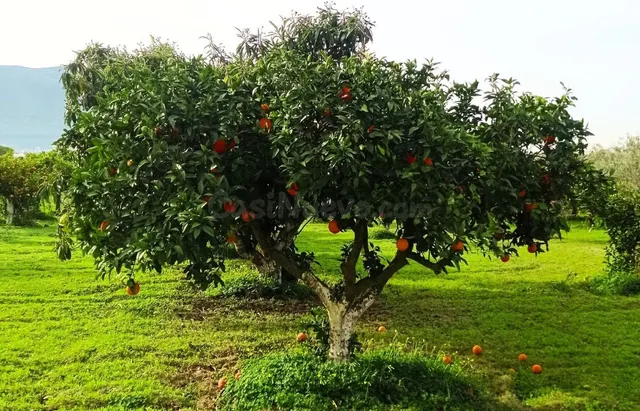 Parcela en venta - Puerto Sol-Los Almendros-El Tomillar - foto 4