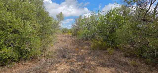 Finca rústica con olivos y buen acceso, entre El Perelló y l - foto 2