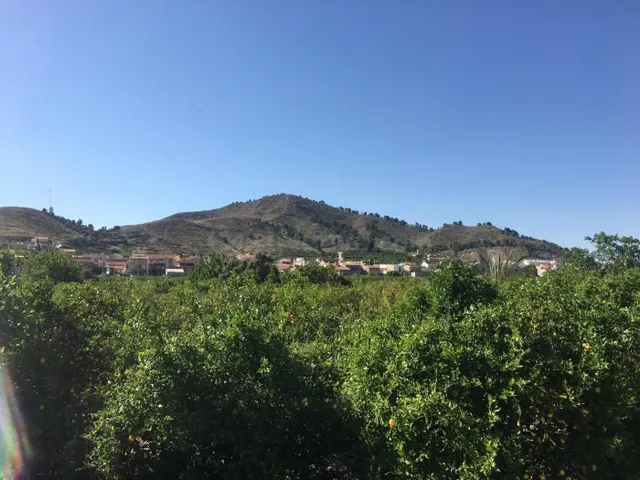 SE VENDE TERRENO PLANTADO DE LIMONEROS - foto 4