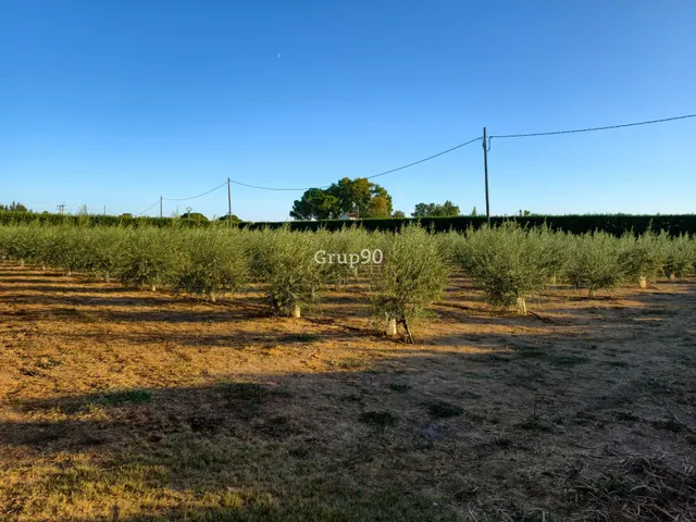 Finca de 7.500 m2 con 200 olivos y almacén de 123 m2 en partida rufea – ¡a solo 5 minutos de Lleida! — 8