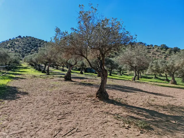 Finca rústica 4 habitaciones 360m² en venta - South of spain — 34