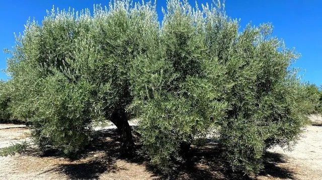 Finca de olivar cerca de Baena — 5